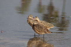 Limosa fedoa