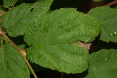 Orchestes mixtus
