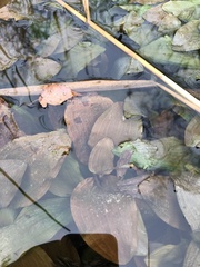 Potamogeton coloratus