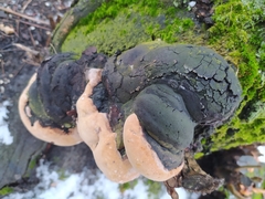 Phellinus