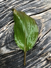 Potamogeton coloratus