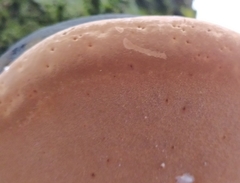 Phellinus