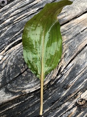 Potamogeton coloratus