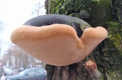 Phellinus