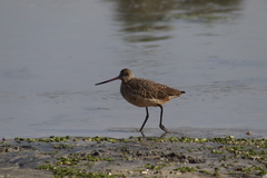 Limosa fedoa