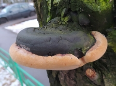 Phellinus