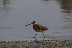 Limosa fedoa