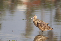 Limosa fedoa