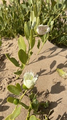 Capparis hereroensis