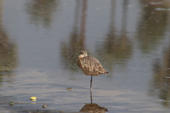 Limosa fedoa