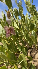 Capparis hereroensis