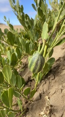 Capparis hereroensis
