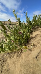 Capparis hereroensis