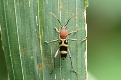 Chlorophorus rubricollis