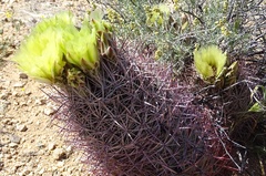 Echinomastus johnsonii lutescens