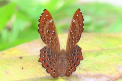 Zemeros flegyas allica