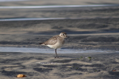 Pluvialis squatarola