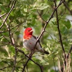 Anaplectes rubriceps rubriceps