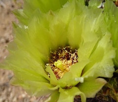Echinomastus johnsonii lutescens