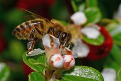 Apis mellifera
