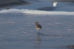 Pluvialis squatarola