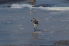 Pluvialis squatarola