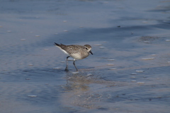 Pluvialis squatarola