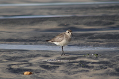 Pluvialis squatarola