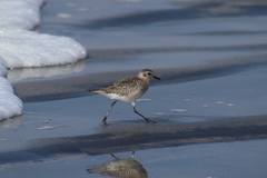 Pluvialis squatarola