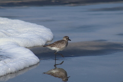 Pluvialis squatarola