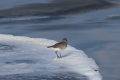 Pluvialis squatarola