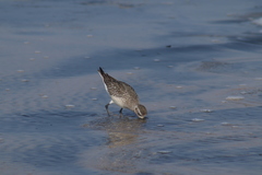 Pluvialis squatarola