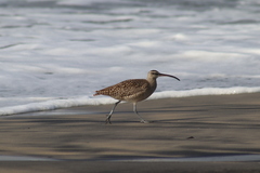 Numenius phaeopus