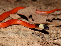 Drepanoides anomalus