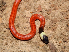 Drepanoides anomalus