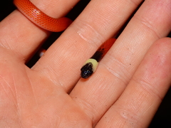 Drepanoides anomalus