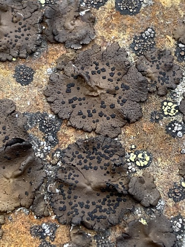 Emery Rocktripe Lichen