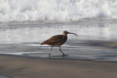 Numenius phaeopus