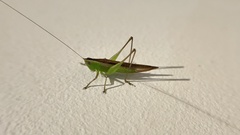 Anisoptera