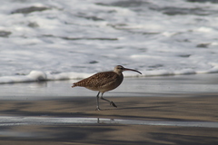 Numenius phaeopus