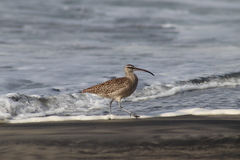 Numenius phaeopus