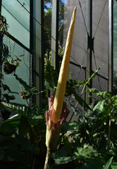 Amorphophallus decus-silvae
