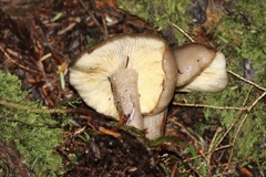 Lactarius pseudomucidus