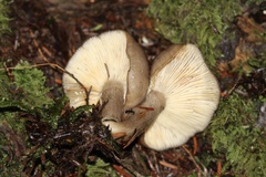 Lactarius pseudomucidus