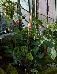 Amorphophallus decus-silvae
