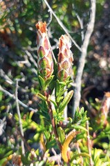 Pteronia hutchinsoniana