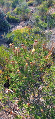 Pteronia hutchinsoniana