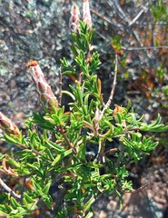 Pteronia hutchinsoniana