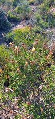 Pteronia hutchinsoniana