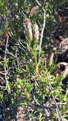 Pteronia hutchinsoniana